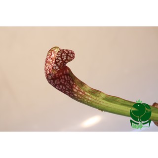 hố bẫy scarllet bele