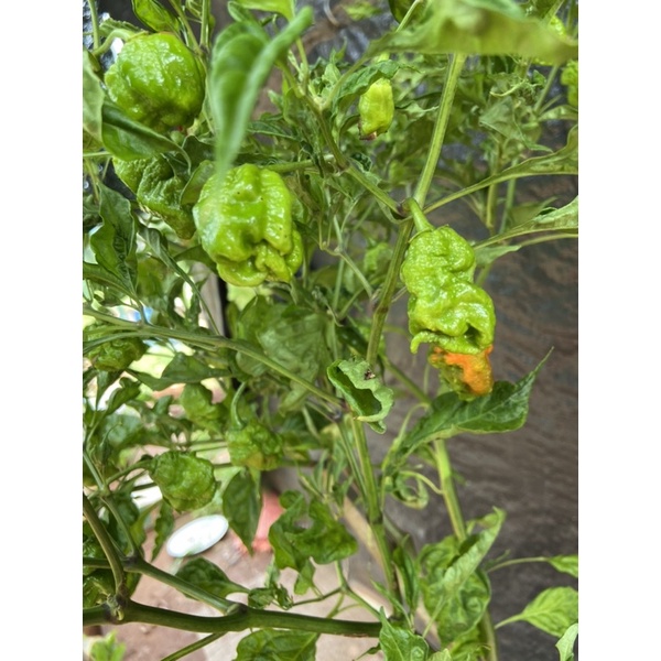 Combo 5 cây giống ớt Carolina reaper red, ớt cay nhất thế giới