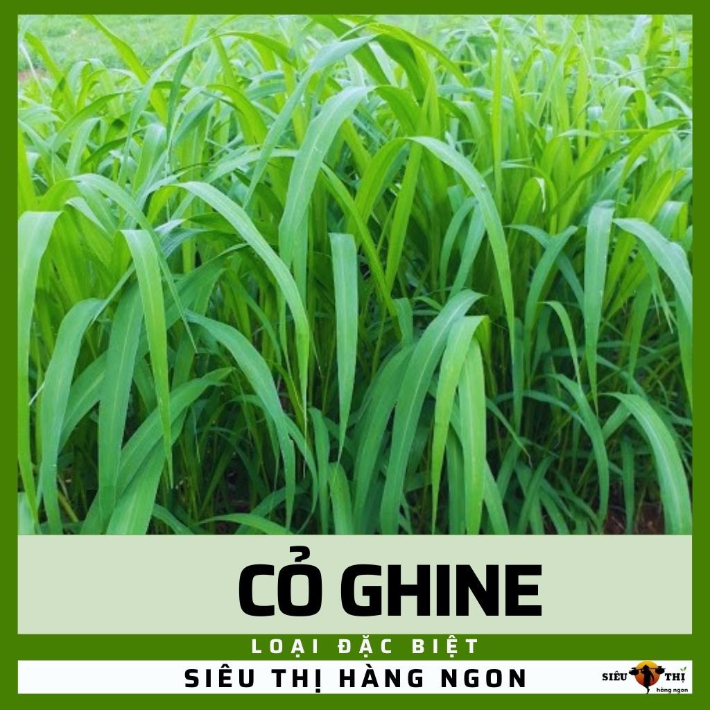 Hạt giống Cỏ Chăn Nuôi Ghine 500g - Loại đặc biệt, sinh khối lớn làm thức ăn chăn nuôi, ít sâu bệnh