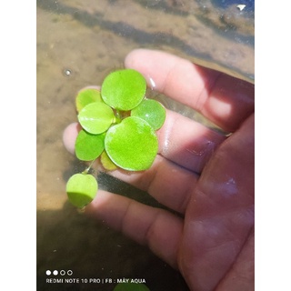 Bèo Nhật lá to trang trí bể cá cực đẹp (10 cây)