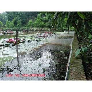 Tráng lưới nuôi ốc nhồi