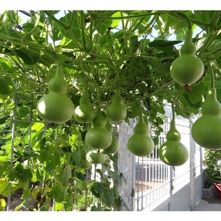 Hạt giống Bầu hồ lô, đóng gói 10 hạt
