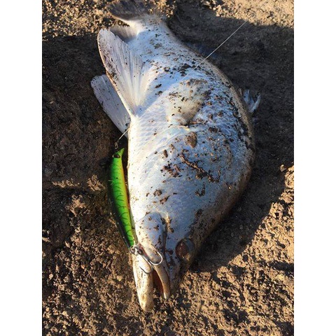 Mồi giả câu cá chẽm ,cá mú Lipless 130 nặng 15 gram chính hãng Hirushima Hita lure