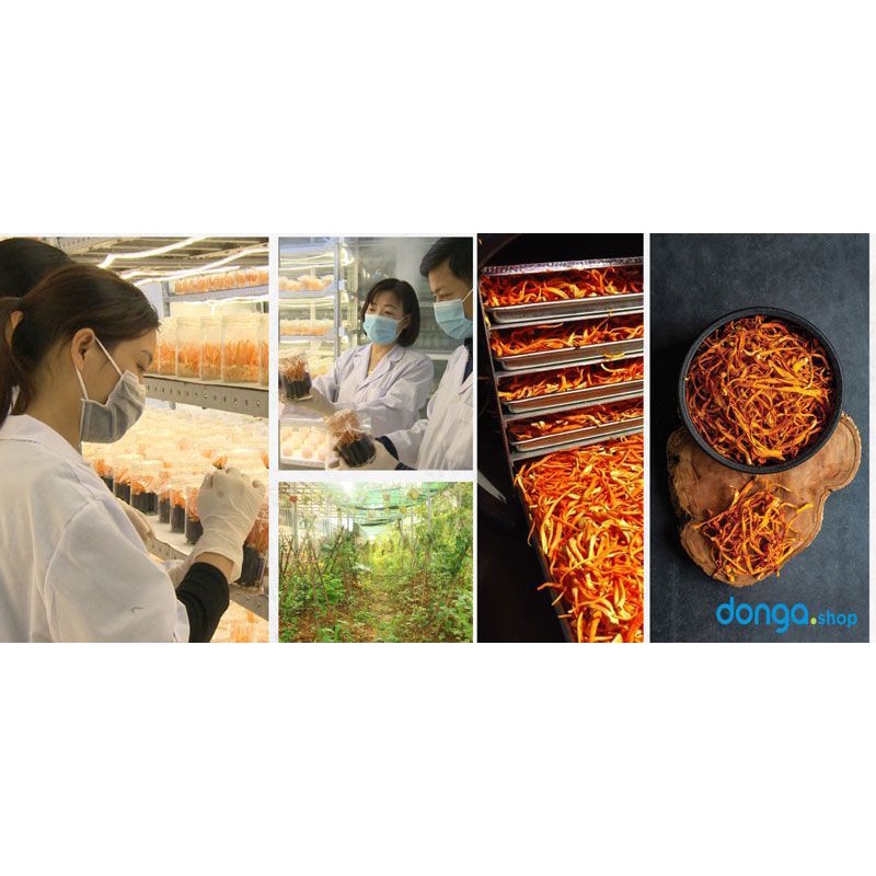 Đông trùng hạ thảo sấy khô Dược Quý Đường hộp 20g -Đông Trùng bán tự nhiên, bổ phế, ích can thận, bồi bổ cơ thể