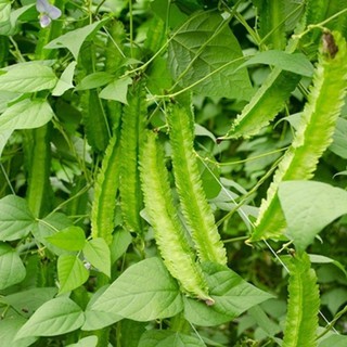 Hạt giống đậu rồng