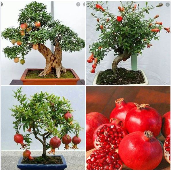 Hạt giống cây lựu lùn bonsai - ( 10 hạt tặng kèm 3 viên nén ươm hạt )