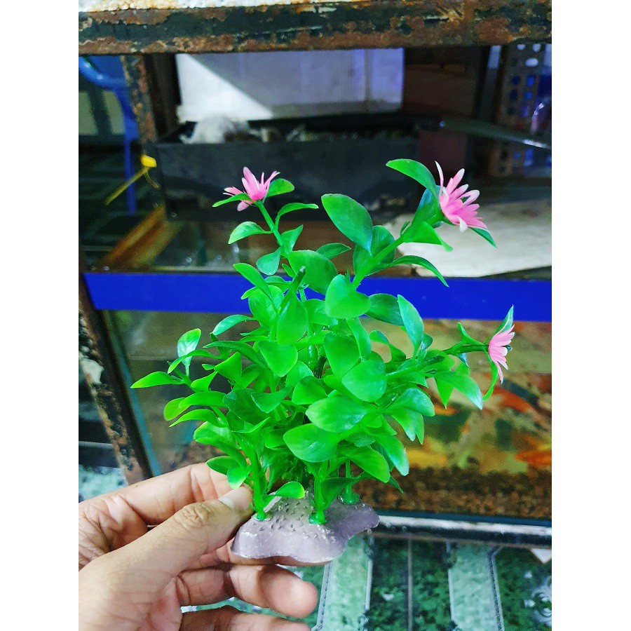 RONG GIẢ ĐẾ XOÀI TRANG TRÍ HỒ CÁ NON BỘ CAO 12CM