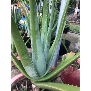Lá nha đam mỹ 1kg