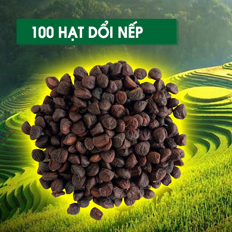 100 Hạt Dổi Nếp Chính Gốc Tây Bắc (Cây Cổ Thụ)