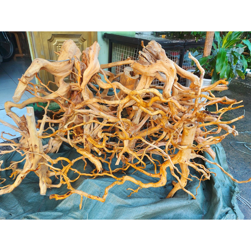 LŨA NHÁNH ĐỖ QUYÊN TRANG TRÍ HỒ CÁ THUỶ SINH