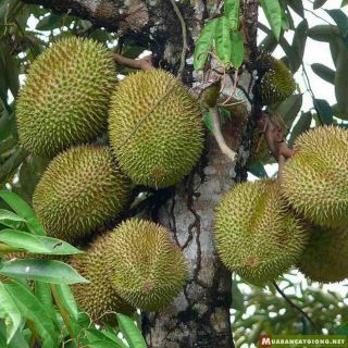 Cây giống sầu riêng Ri6(chuẩn giống).
