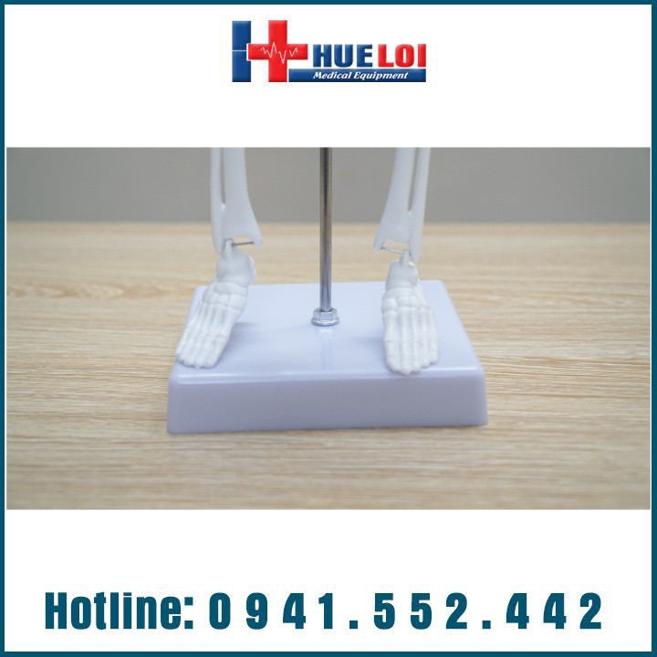 MÔ HÌNH GIẢI PHẪU HỆ XƯƠNG NGƯỜI 45CM