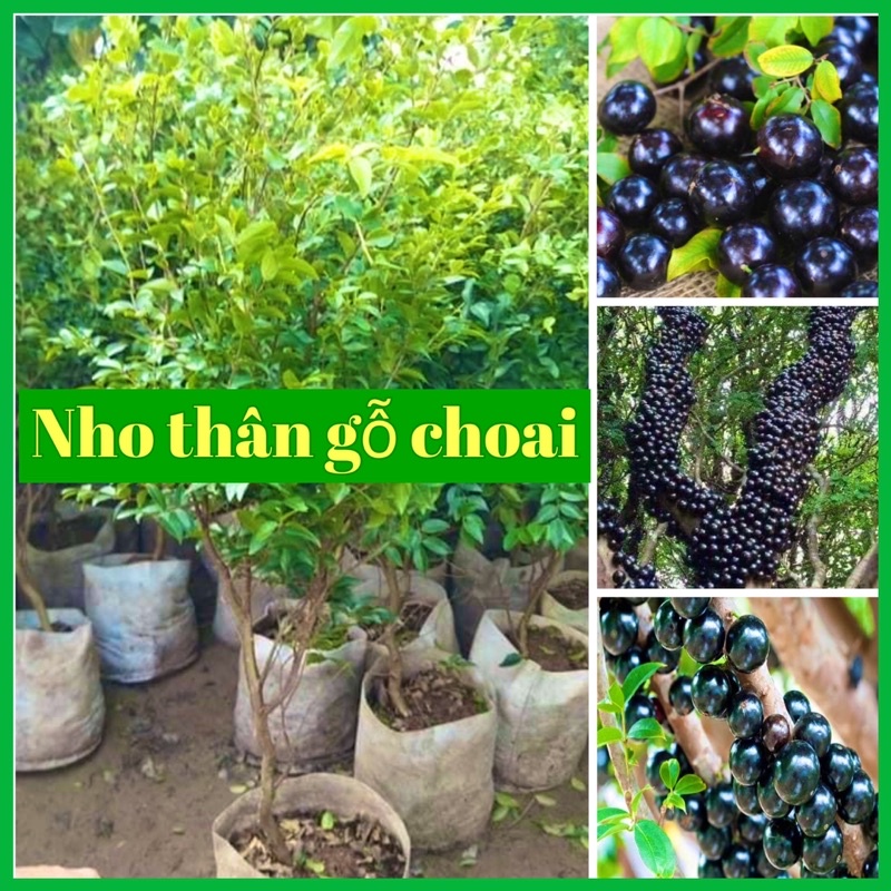 Cây nho thân gỗ choai cao 70-90 cm