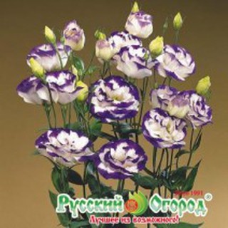 Hạt giống Hoa Cát tường trắng viền tím