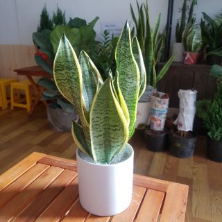 Cây Lưỡi Hổ kèm chậu sứ trắng