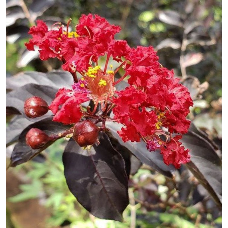 Cây Tường Vi Huyết Long
