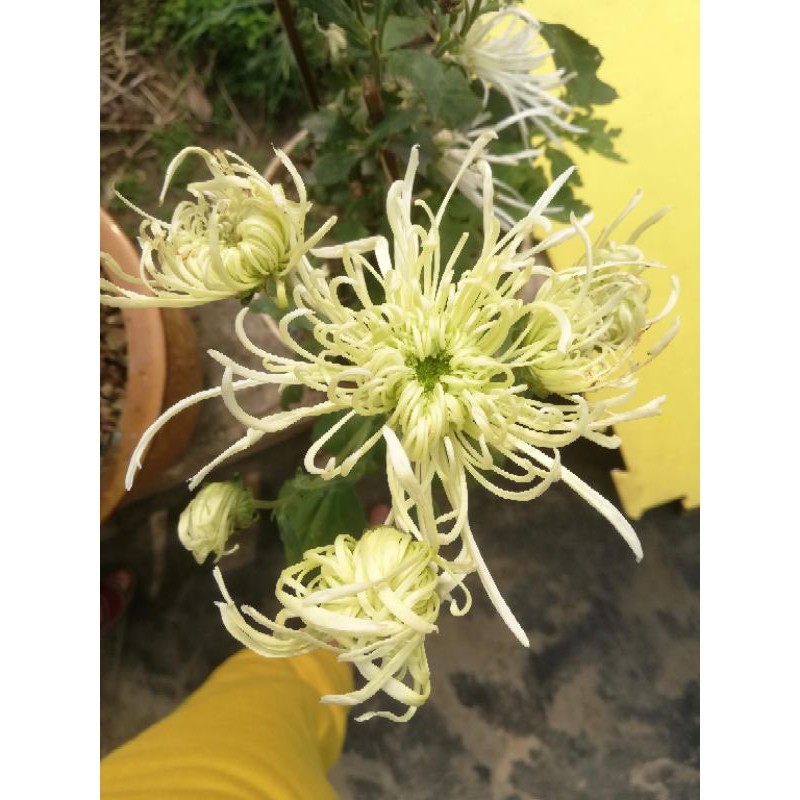 Cúc khổng tước mix màu (cây giống)