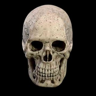 1/6 Skull Scene Props Head Sculpt Carved Fit 12inch Male Action Figure Toys Doll