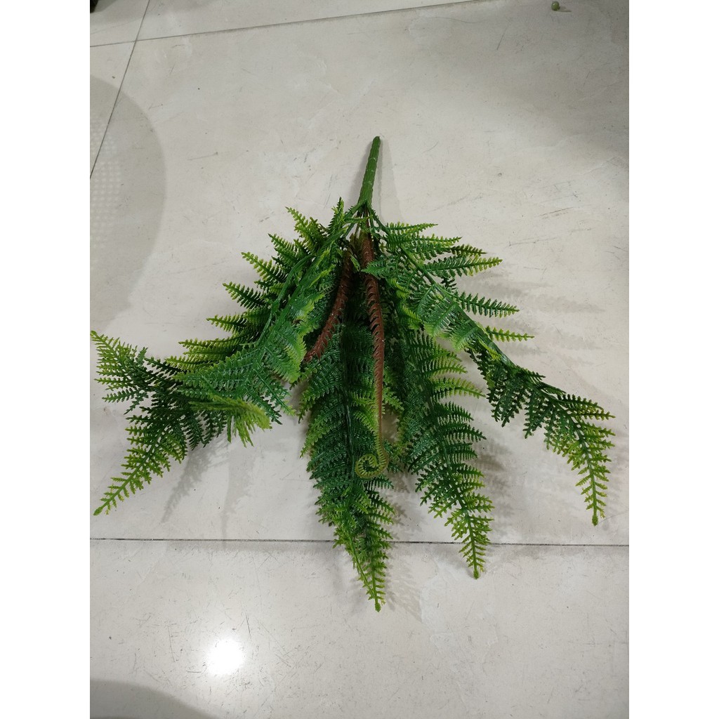 CÀNH DƯƠNG XỈ NHỰA