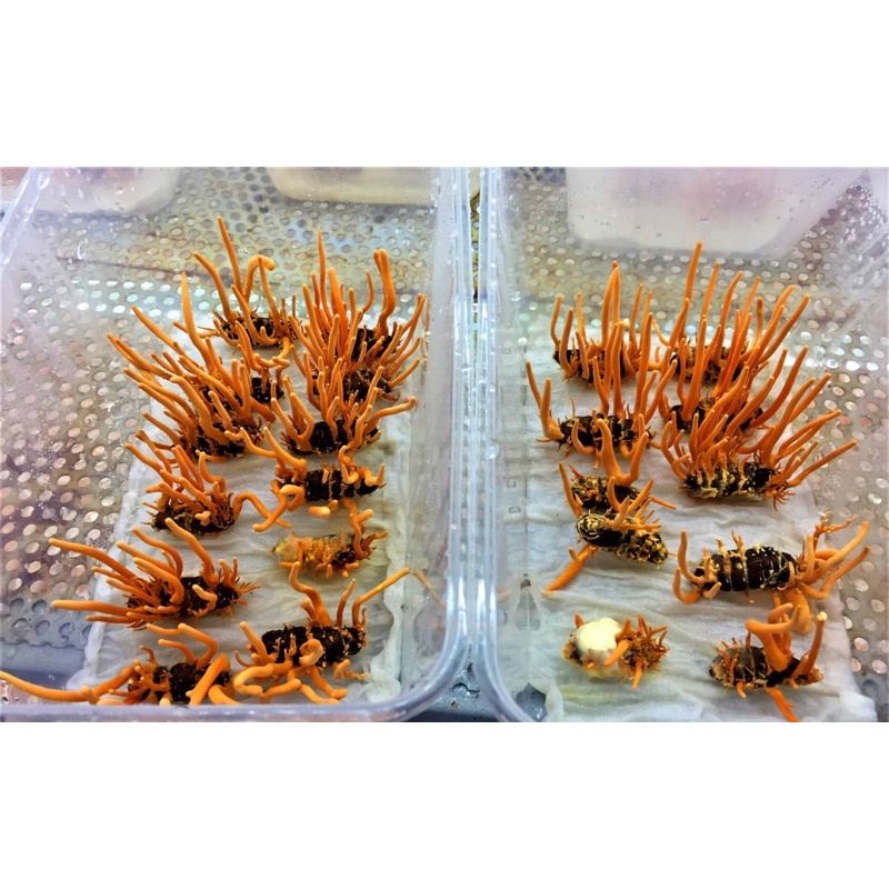 đông trùng hạ thảo | BigBuy360 - bigbuy360.vn