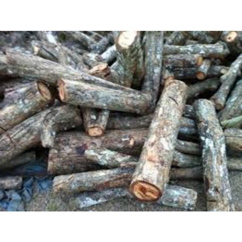 5 Khúc gỗ vú sữa ghép lan đường kính 6cm-8cm dài 20cm