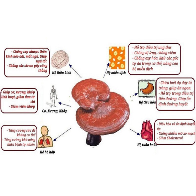 [Freeship] [Mã GROSALE2703 giảm 8% đơn 250K] Cao Linh Chi YoungJi Hộp đen 3 lọ* 120gr | BigBuy360 - bigbuy360.vn