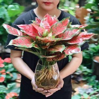 Chậu trồng cây thủy sinh