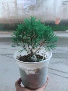 Tùng Bồng Lai