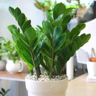CÂY KIM TIỀN MINI
