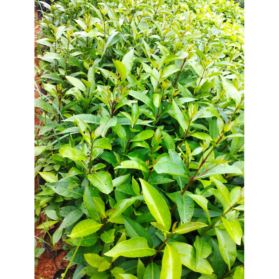 Cây vối nếp