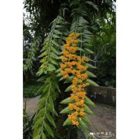 Sản phẩm 1 bó lan phi điệp vàng rừng tây bắc siêu to, hoa siêu đẹp + Tặng  phân hữu cơ cao cấp