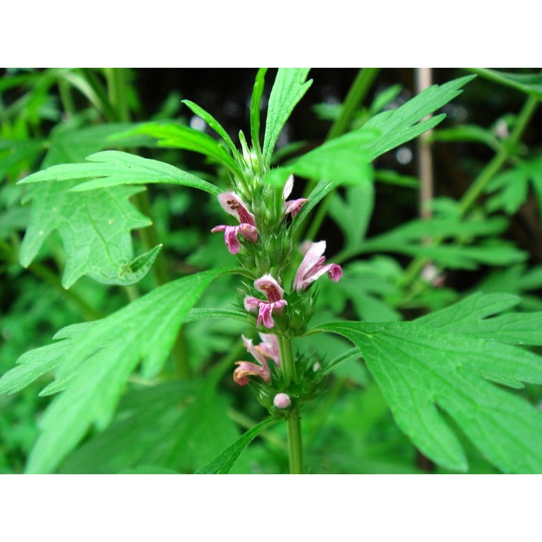 Cao ích mẫu nguyên chất 100 gram