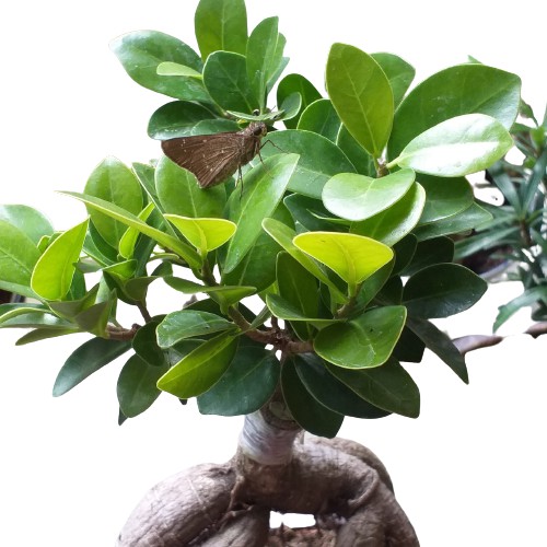 Cây Si Nhật, cây mini bonsai