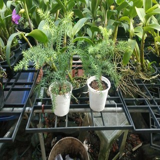 cây tùng bồng lai