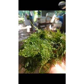 1 PHẦN RÊU TAIWAN-RÊU BUỘC LŨA/LÀM NỀN - 1 PHẦN KHOẢNG 7- 10 GRAMS RÊU, TRẢI RA KHOẢNG 10-15CM