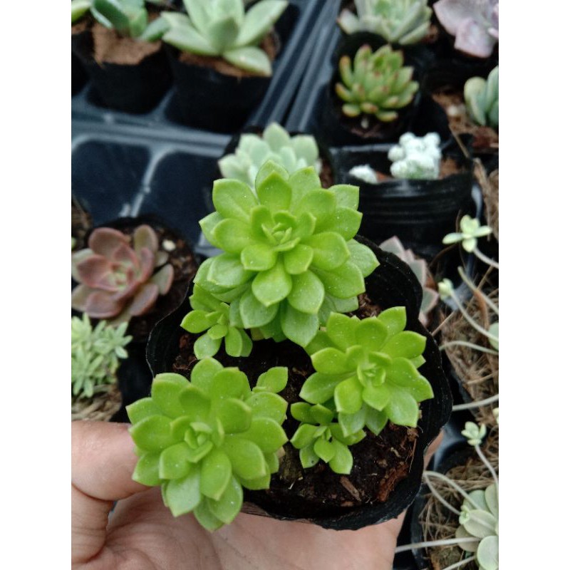 MỘT CHIẾC SEN ĐÁ SEDUM HOA HỒNG XANH size mini 8x8 cm đã thuần khí hậu sức sống cao đẹp