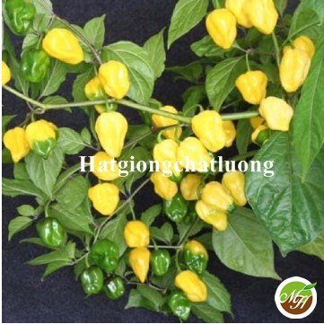 5 Hạt Giống Ớt Siêu Cay Habanero Màu Vàng  Tặng Kèm Kích Mầm