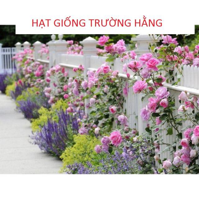 Gói 20 Hạt giống hoa Hồng leo Pháp mix (Tặng gói kích mầm, hướng dẫn ươm)