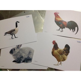 Flashcard các chủ đề cơ bản