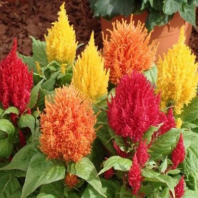 Hạt Giống Hoa Mào Gà Lửa (gói 200 hạt, tặng phân)