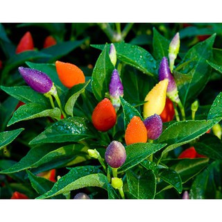 10 Hạt giống ỚT NGŨ SẮC