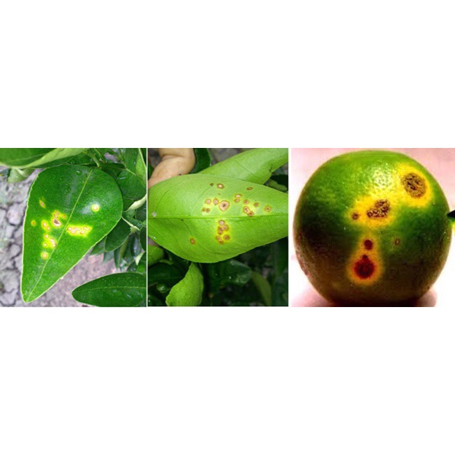 Coc 85wp 1kg TânQuy Thuốc trừ bệnh cho hoa lan, hoa mai-thán thư,sương mai, ghẻ trái, Ghẻ lá