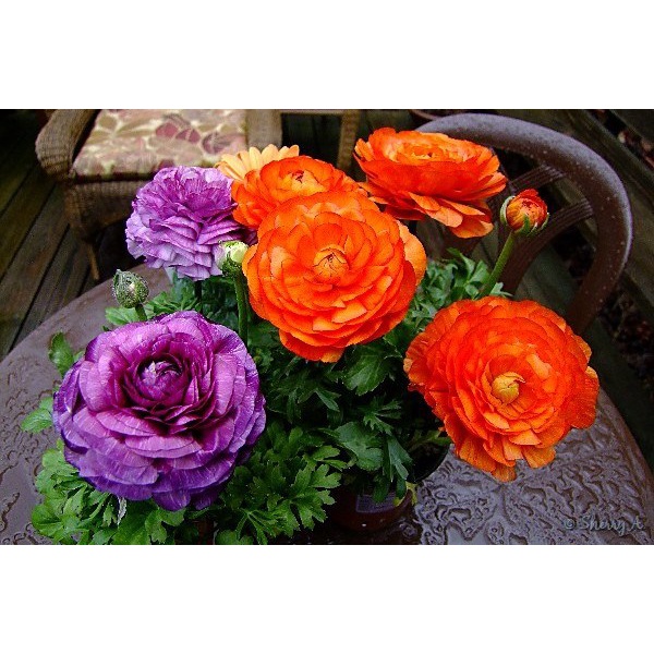 Hạt giống Hồng Ri Ba Tư F1 Sakata Nhật Bản Mix Màu - 10 hạt - Cam kết nảy mầm ( ảnh thật)