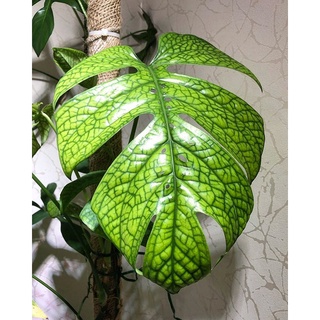 Trầu bà Nhện | Monstera Spiderman