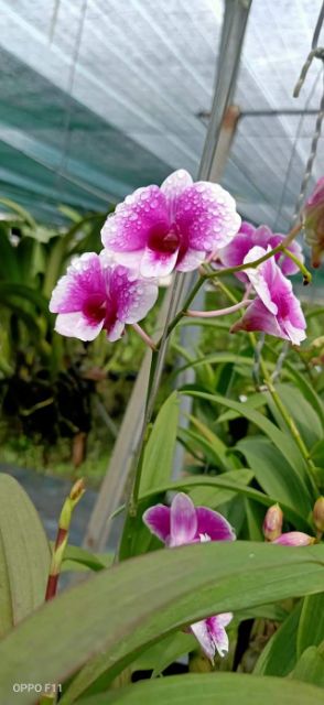 Lan denro mini yaya đang nụ