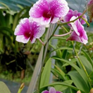 Lan denro mini yaya đang nụ đẹp