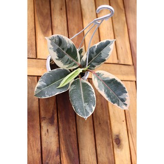Cây Đa Cẩm Thạch Sô Cô La (Marble Rubber Tree, Ficus Elastica Tineke) > 25cm