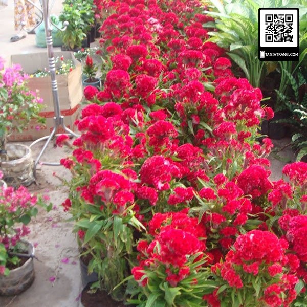 Hạt giống hoa mào gà búa đỏ nhung