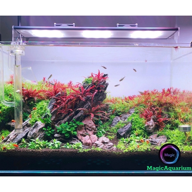 Đèn Thuỷ Sinh WRGB uvA 5054 SMD  - Magic Led Lighting