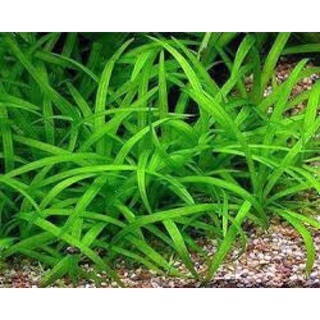 Cây thuỷ sinh - cỏ thìa, bèo nhật, bèo tổ ong, bèo tấm, ấu thái, vảy ốc, rau dừa nước